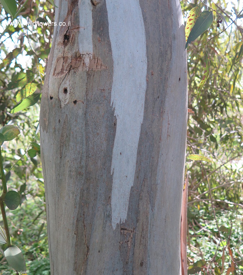 Eucalyptus leucoxylon subsp. leucoxylon